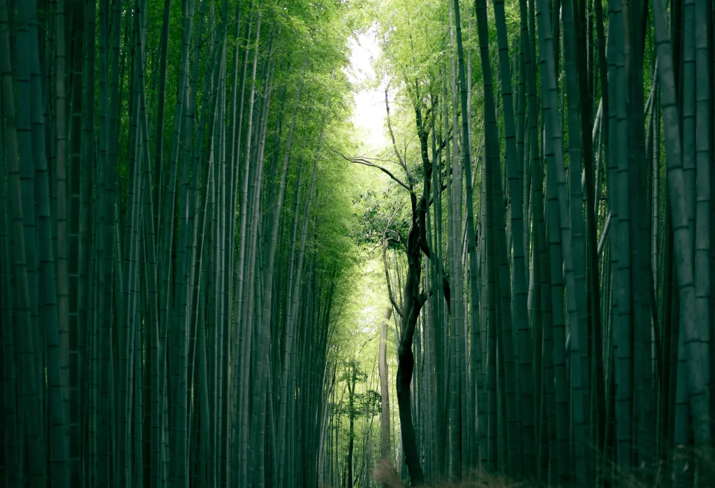 Do Zen Gardens Ever Include Bamboo?