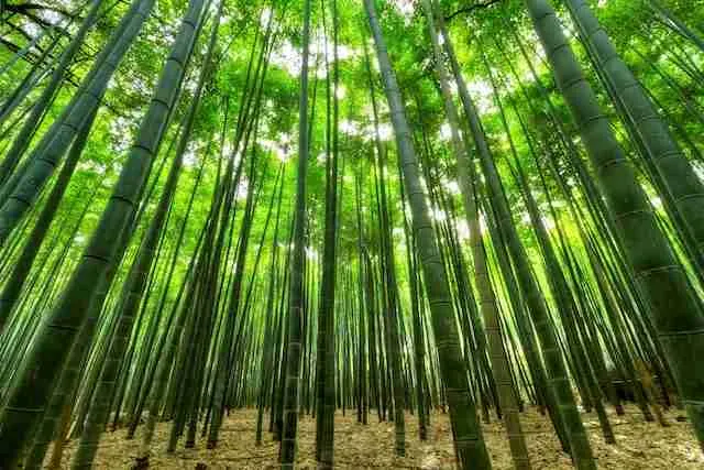 bamboo in a zen garden