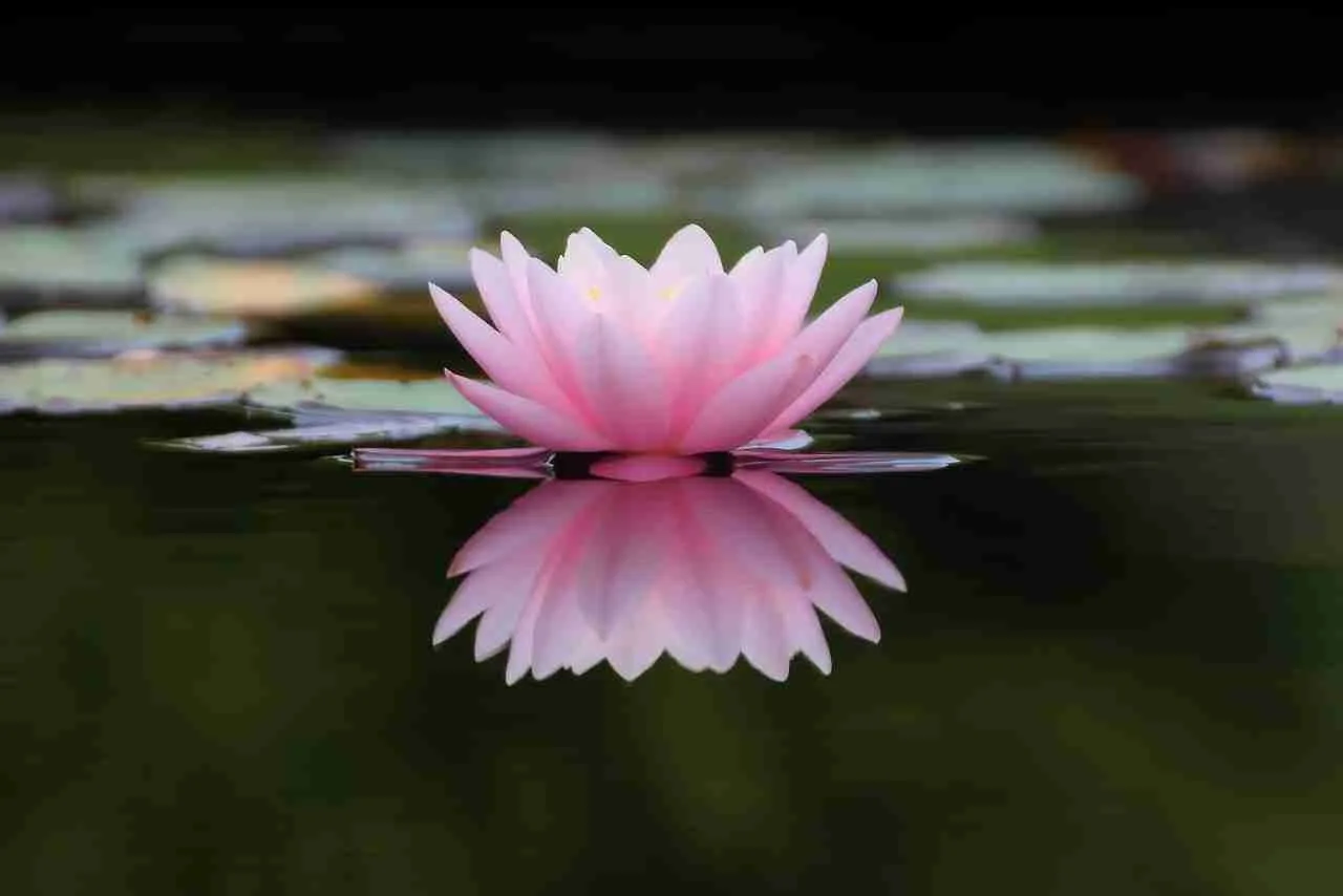 What Are The Fundamental Elements Of A Zen Garden?