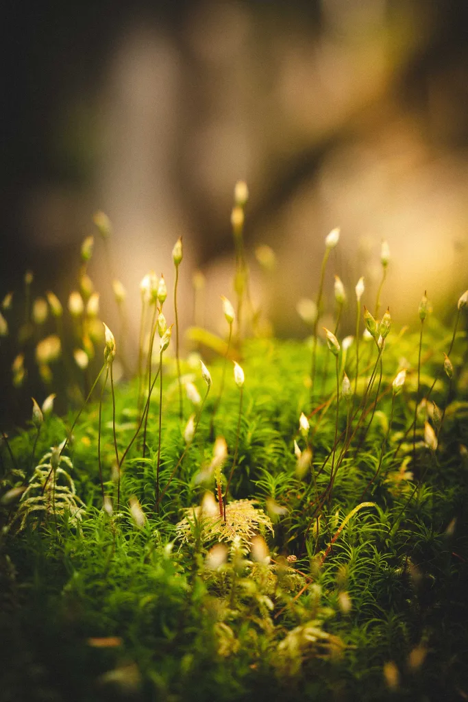What Does Moss Represent In The Context Of A Zen Garden?