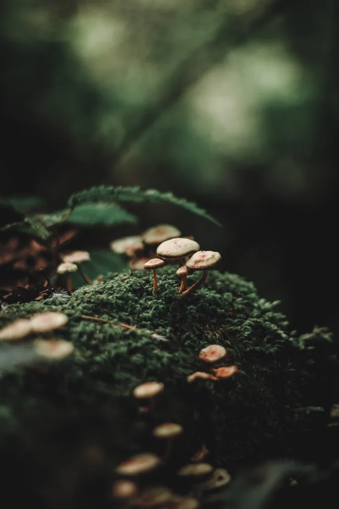 What Does Moss Represent In The Context Of A Zen Garden?