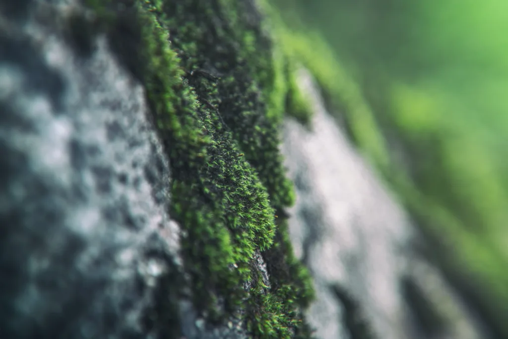 What Types Of Moss Are Commonly Used in Zen Gardens?