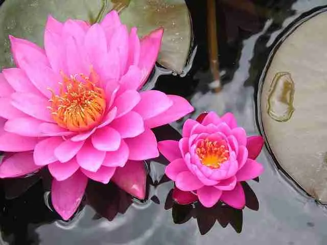 zen garden lotus flower