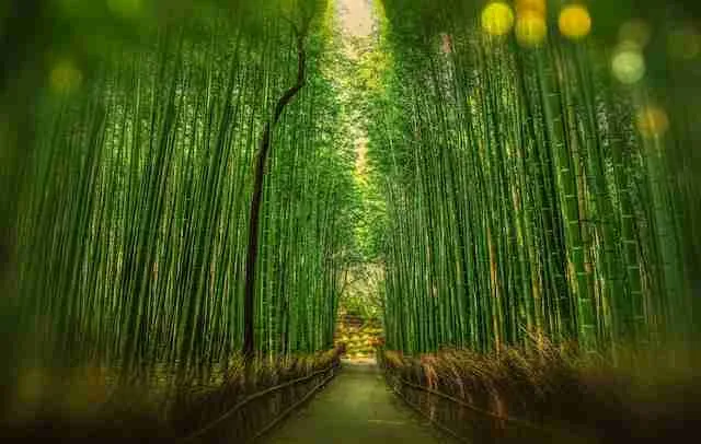 bamboo for zen garden
