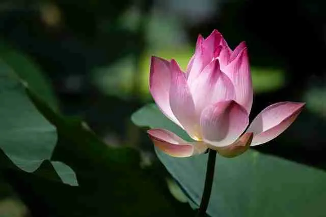 zen garden lily